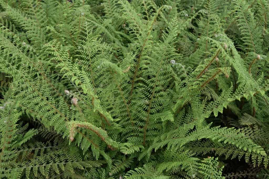 Polystichum setiferum Divisilobum Group 'Herrenhausen' ---